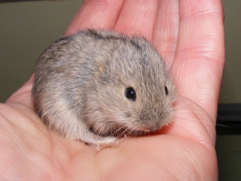 Illustration for article titled Lemming Suicide Is a Myth That Was Perpetuated by Disney